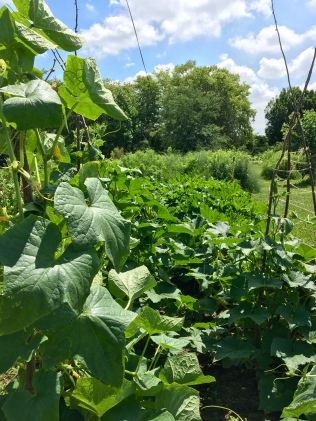 The squash and cucumber patch is busting out, literally.